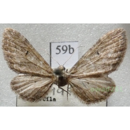 Eupithecia innotata (Hufnagel, 1767) Czech59b